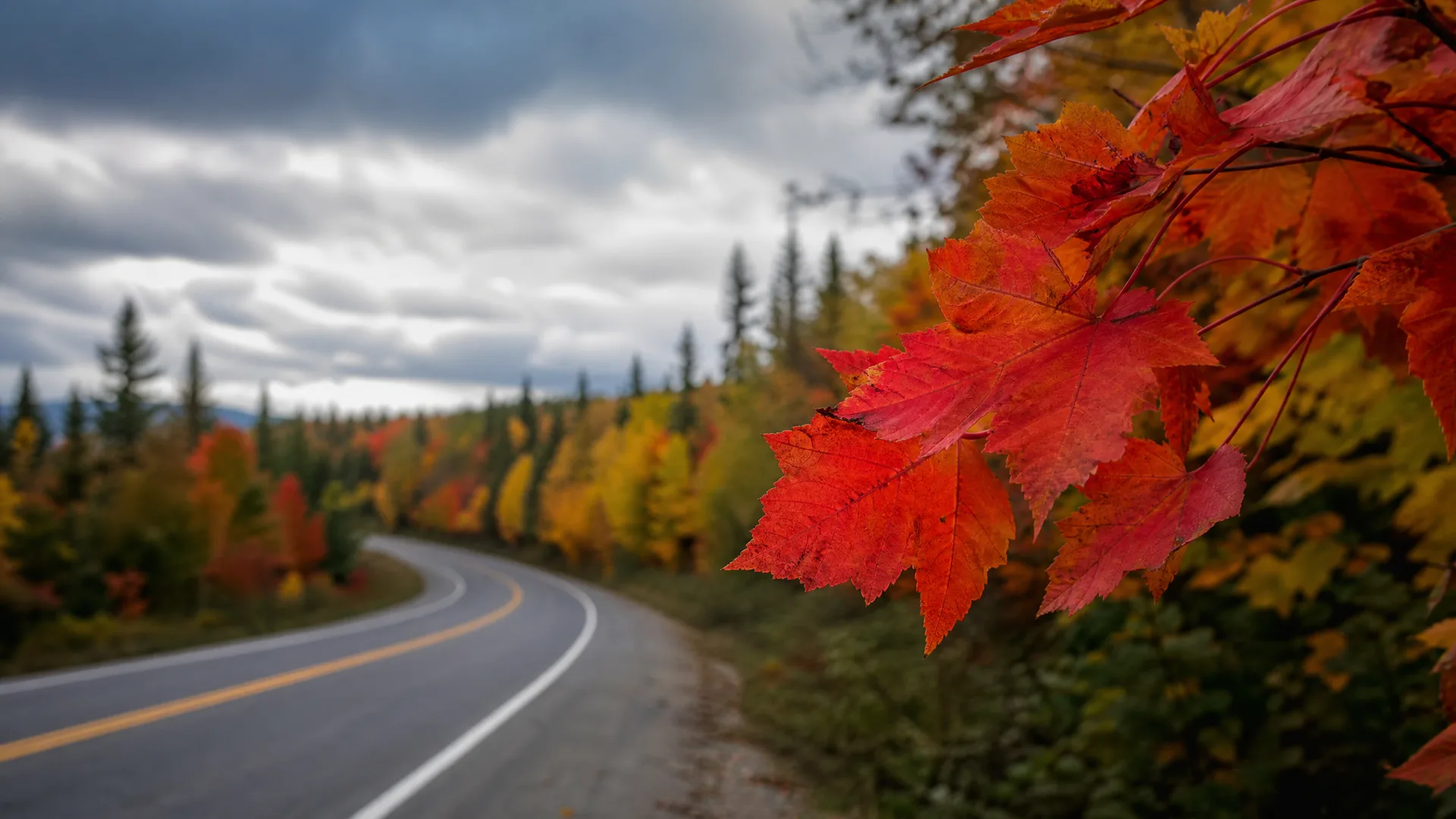 A curving two-lane paved road with a yellow center line runs through mixed forest with yellow and orange autumn foliage under a cloudy sky, framed in the foreground by a close-up branch of red maple leaves.